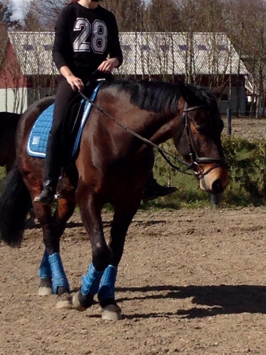 Oldenborg Tabasco (tidl part) billede 11