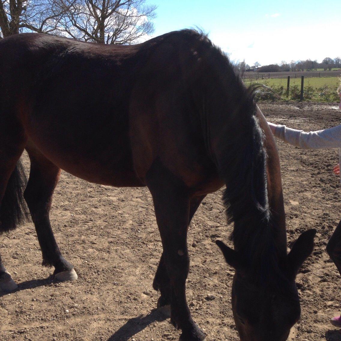 Oldenborg Tabasco (tidl part) billede 13