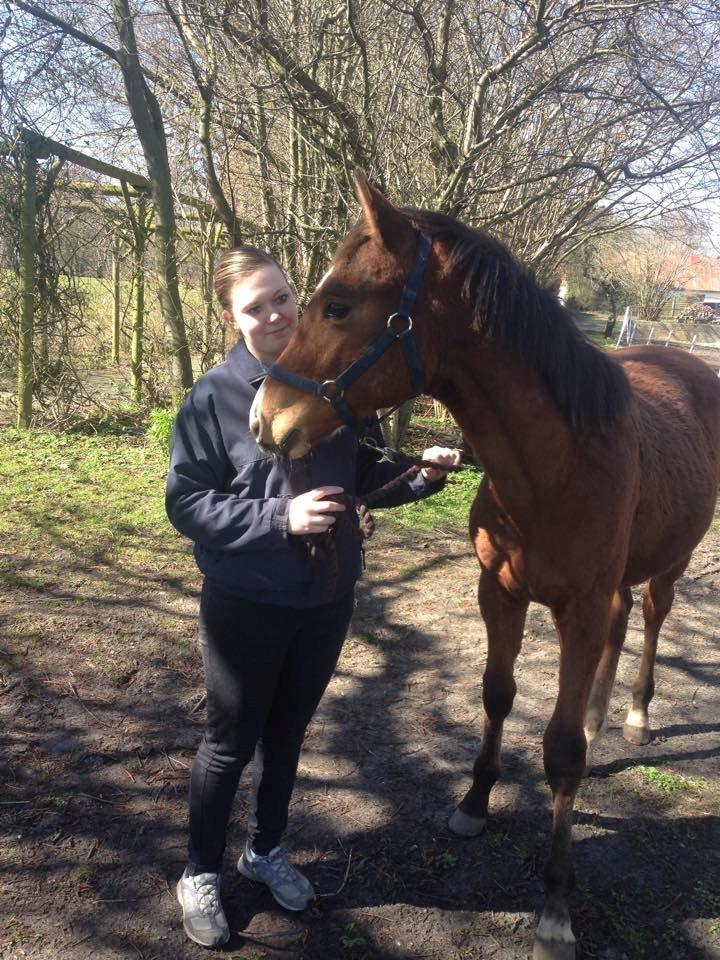 Dansk Varmblod AK's Sukinox Cashmore billede 4