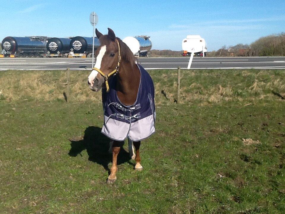 Anden særlig race Hanna Montana - Dagen jeg fik hende!! billede 4