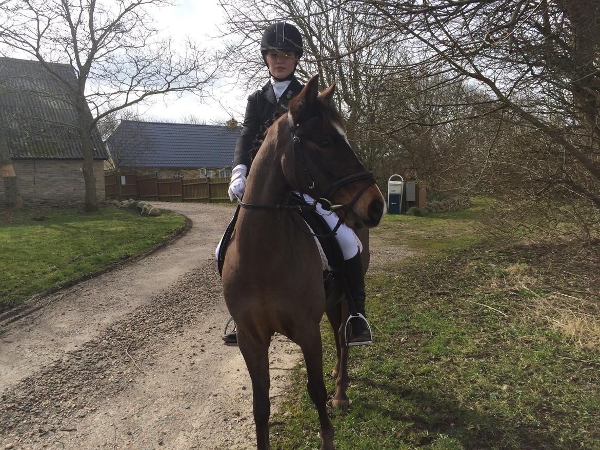 New Forest Milton billede 29