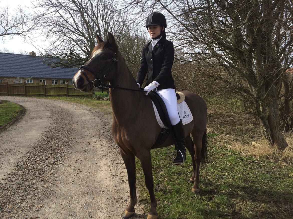 New Forest Milton - Vores sidste dressur st&#230;vne sammen.. billede 28