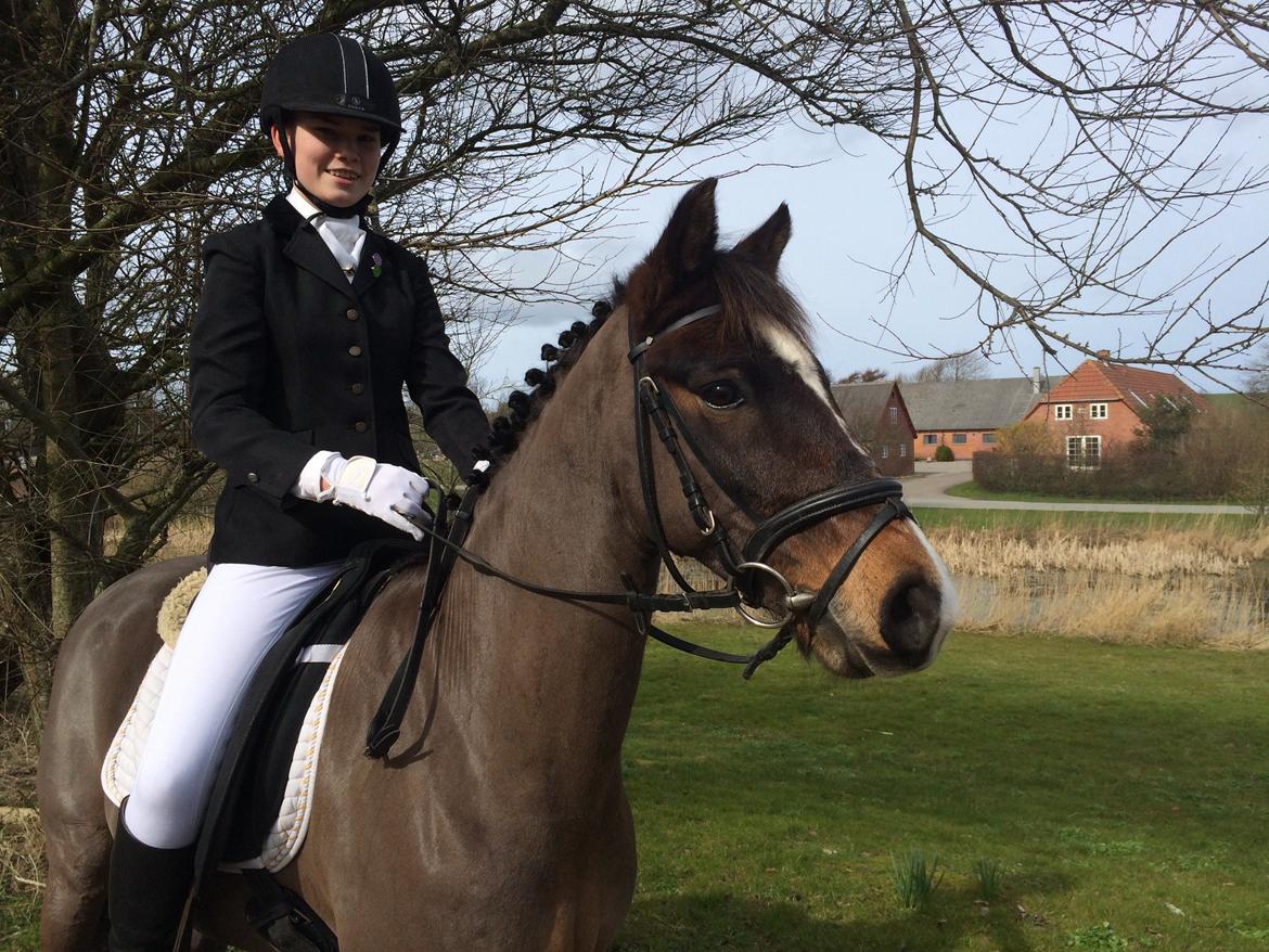 New Forest Milton billede 30