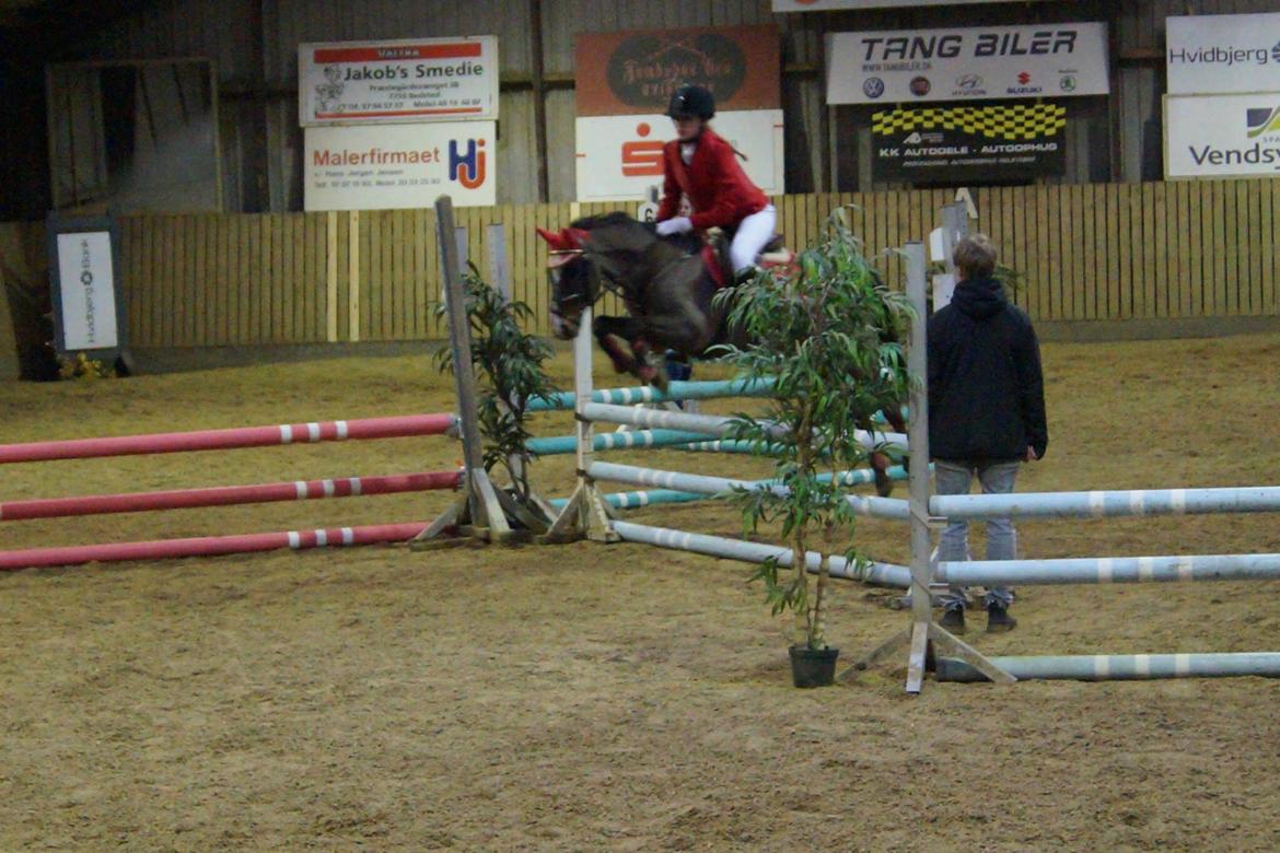 New Forest Milton billede 33