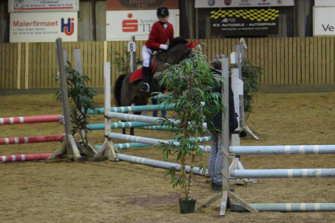 New Forest Milton billede 34