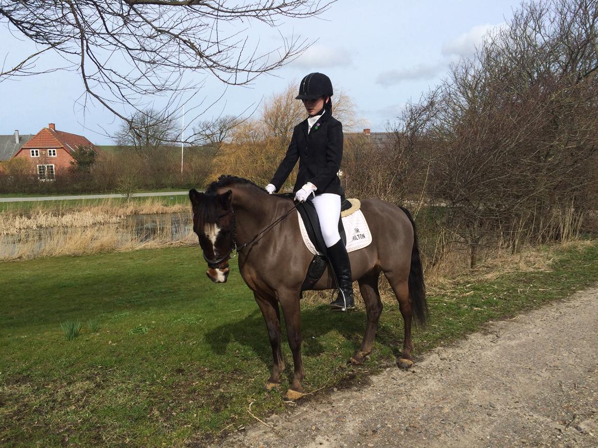 New Forest Milton billede 31