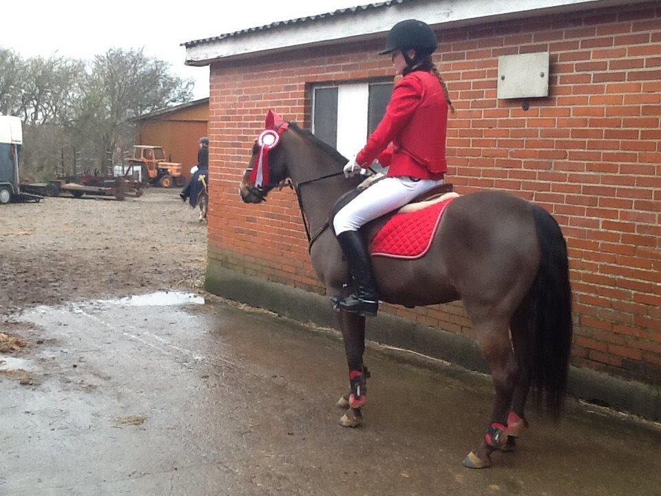 New Forest Milton billede 39