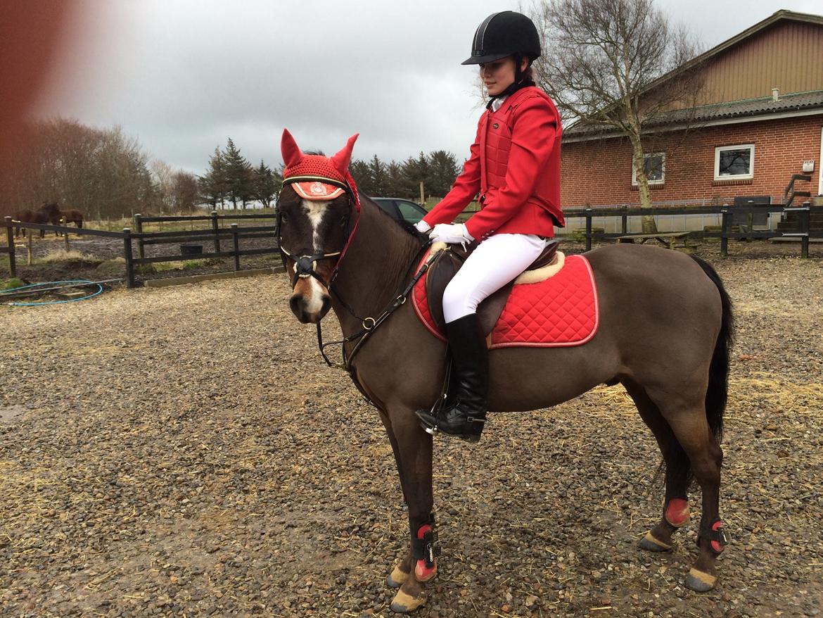 New Forest Milton billede 40