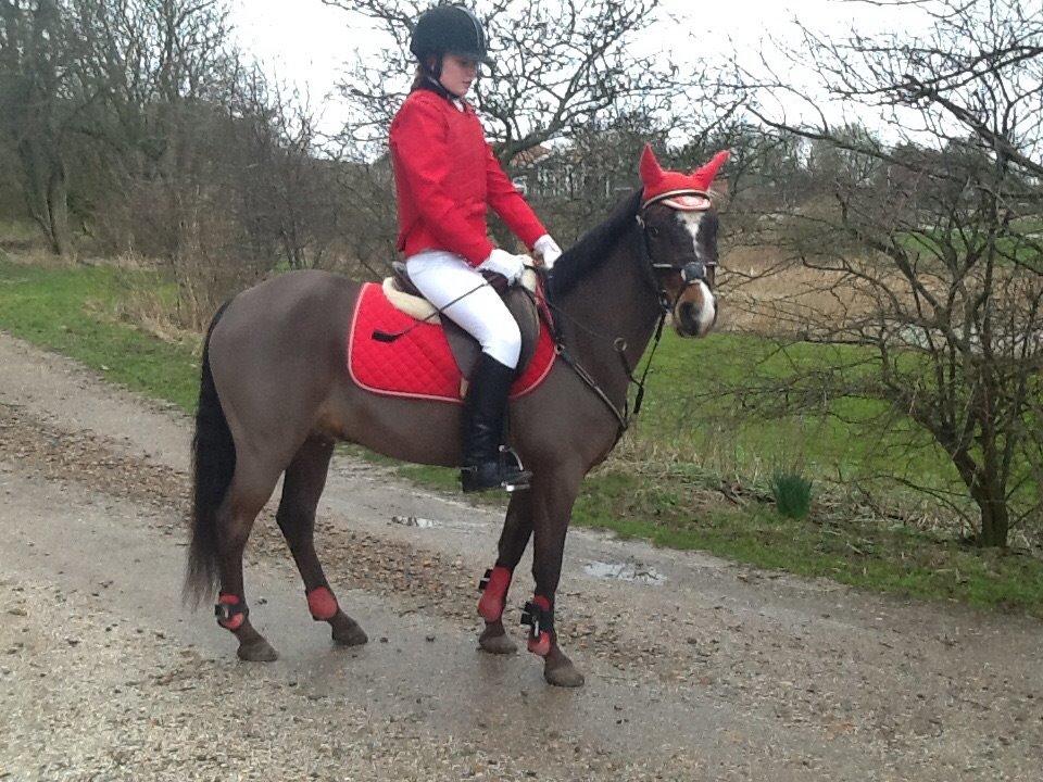 New Forest Milton billede 38