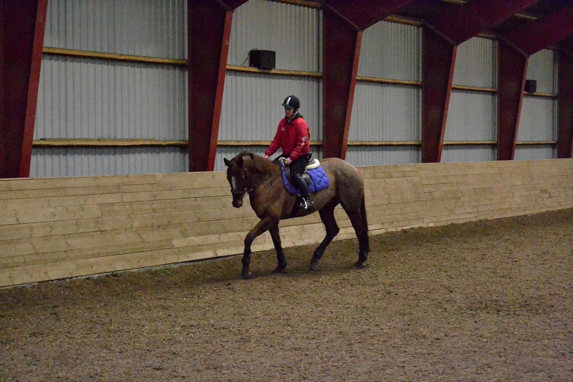 Fuldblod (XX) Red lightning xx (den) billede 9