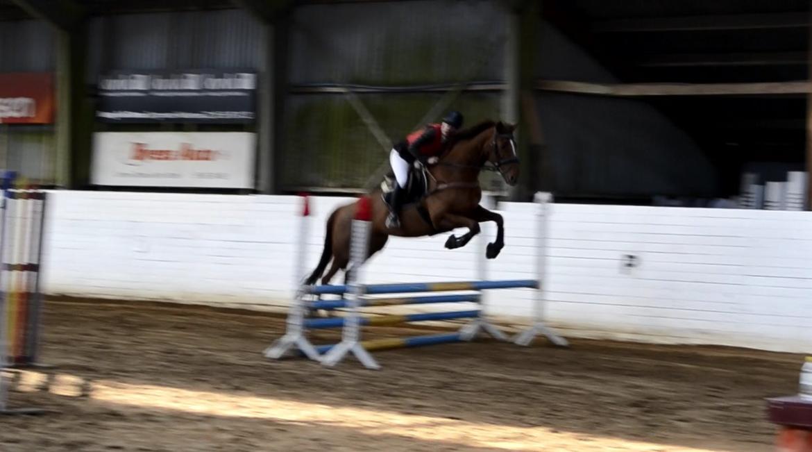 Fuldblod (XX) Red lightning xx (den) - fra hendes første alm. stævne billede 4