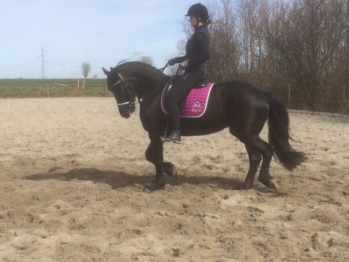 Anden særlig race Frejse (Freja) solgt - marts 2015 første uge inden vi fandt ud af hun ikke var tilredet billede 7