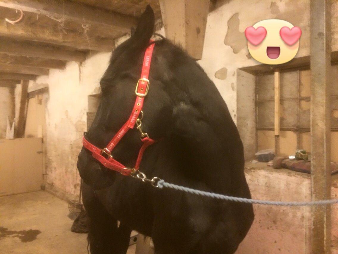 Anden særlig race Frejse (Freja) solgt - 2015 billede 5