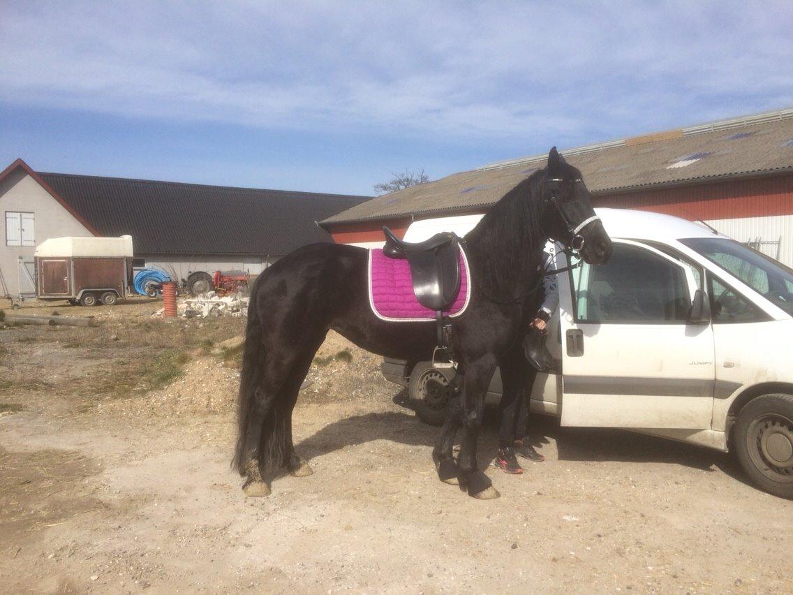 Anden særlig race Frejse (Freja) solgt - marts 2015 billede 9