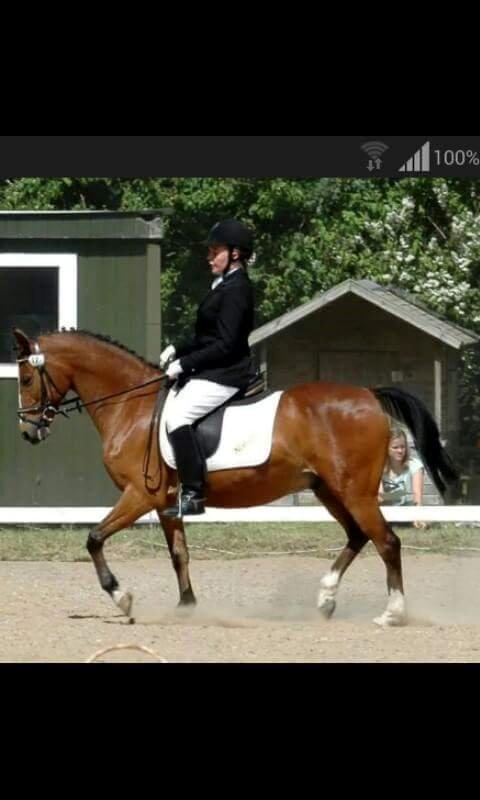 DSP Lynghøjen's Freeway billede 18