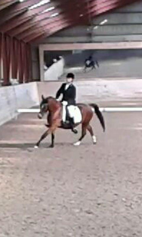 DSP Lynghøjen's Freeway billede 19