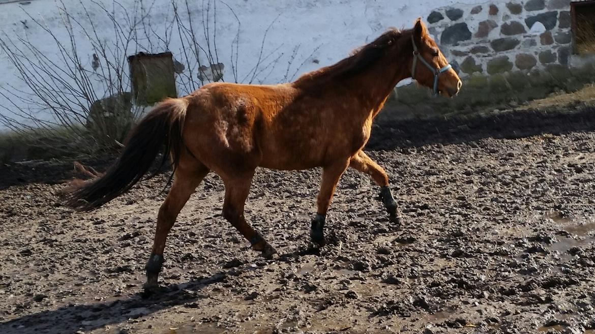 Tysk Sportspony Tai Tonia billede 3