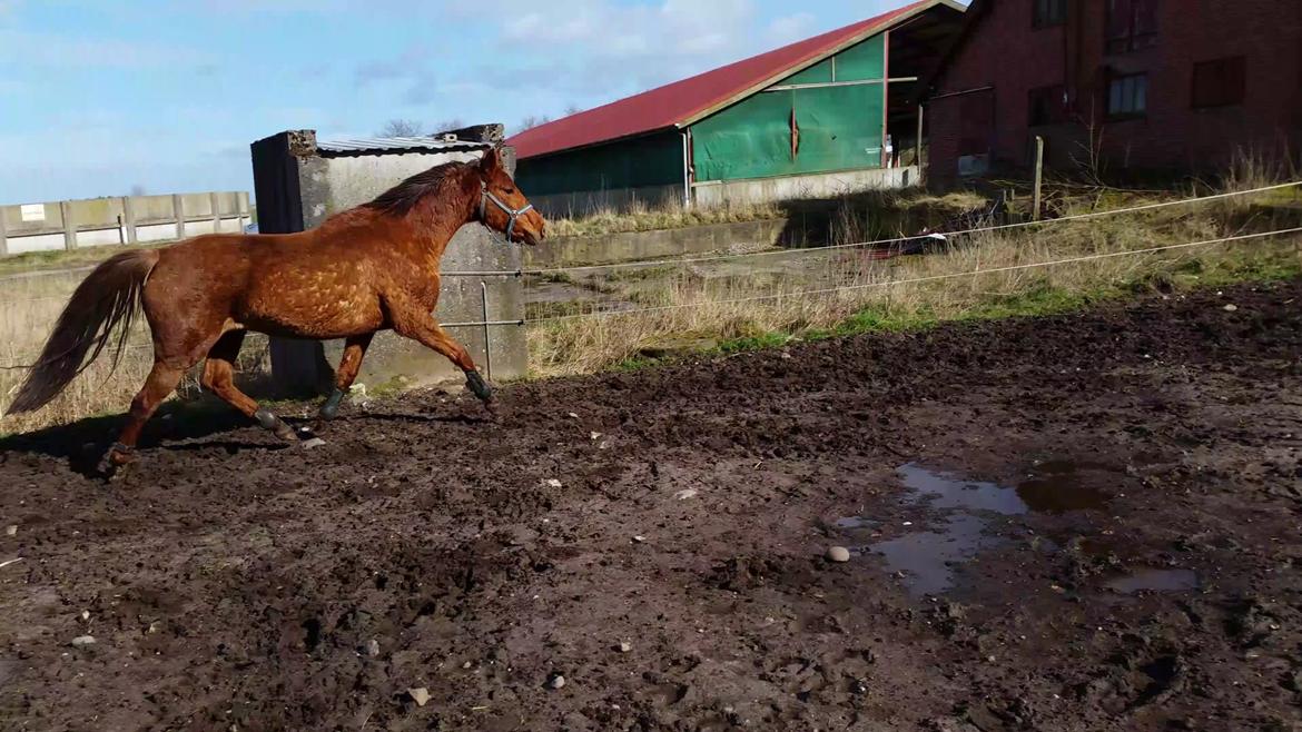 Tysk Sportspony Tai Tonia billede 2