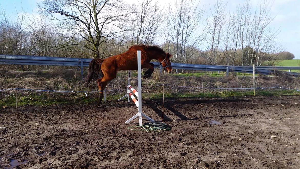 Tysk Sportspony Tai Tonia billede 1