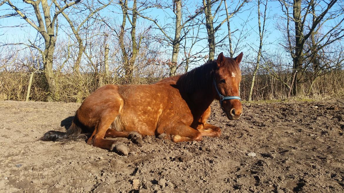 Tysk Sportspony Tai Tonia billede 4