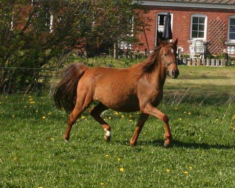 Tysk Sportspony Tai Tonia billede 5