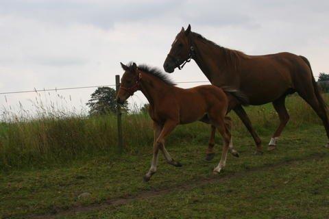 Tysk Sportspony Tai Tonia billede 7