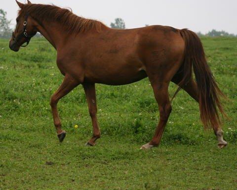 Tysk Sportspony Tai Tonia billede 6