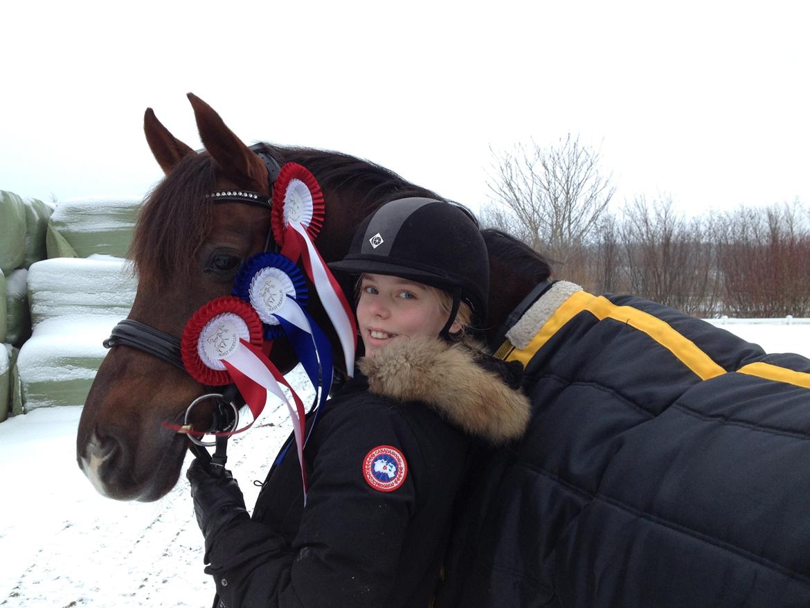 Welsh Cob (sec D) Magic Marie billede 1