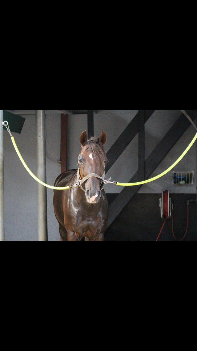 Welsh Cob (sec D) Magic Marie billede 3