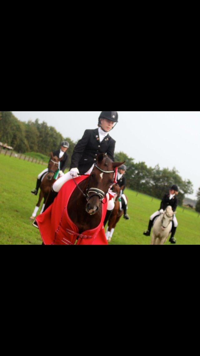 Welsh Cob (sec D) Magic Marie billede 4