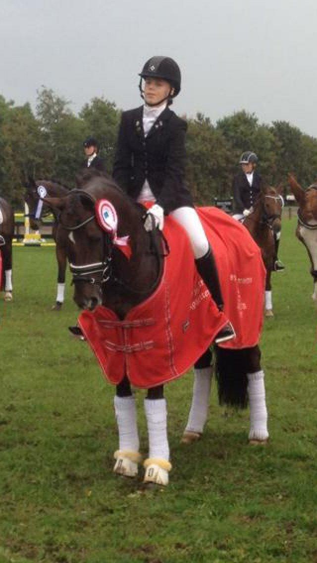Welsh Cob (sec D) Magic Marie billede 5