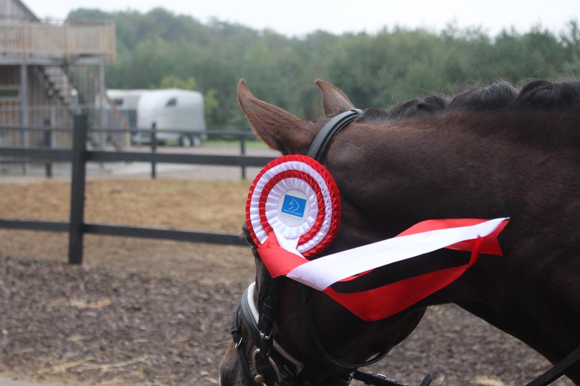 Welsh Cob (sec D) Magic Marie billede 6