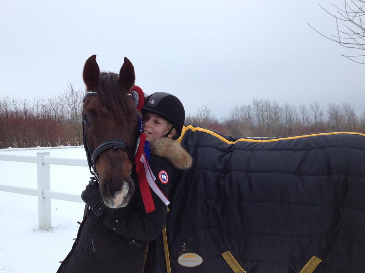 Welsh Cob (sec D) Magic Marie billede 2