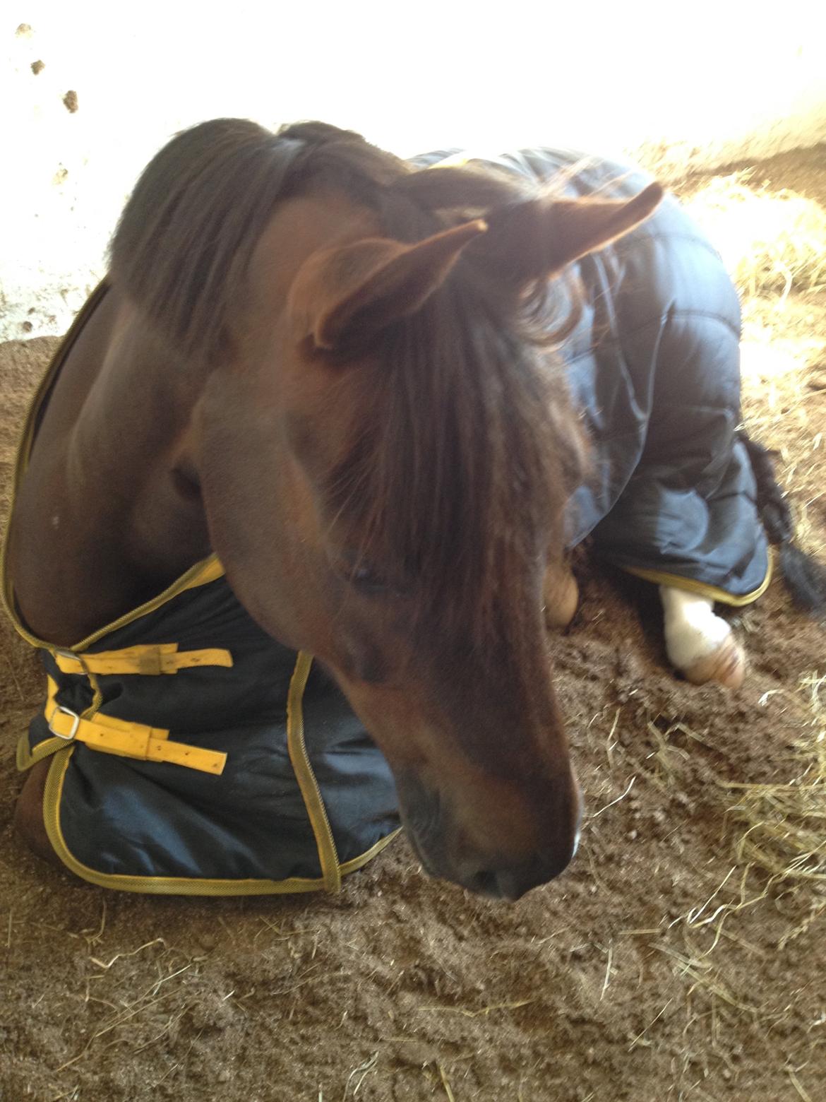 Welsh Cob (sec D) Magic Marie billede 7