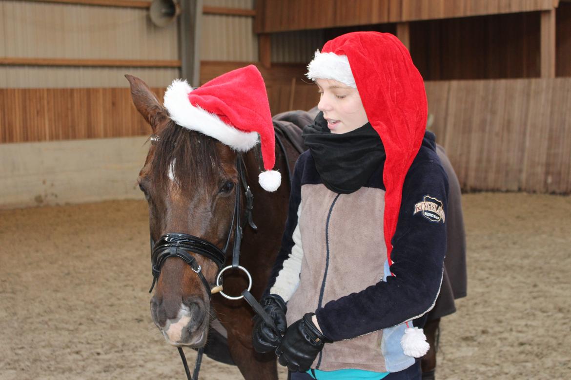 Welsh Cob (sec D) Magic Marie billede 8