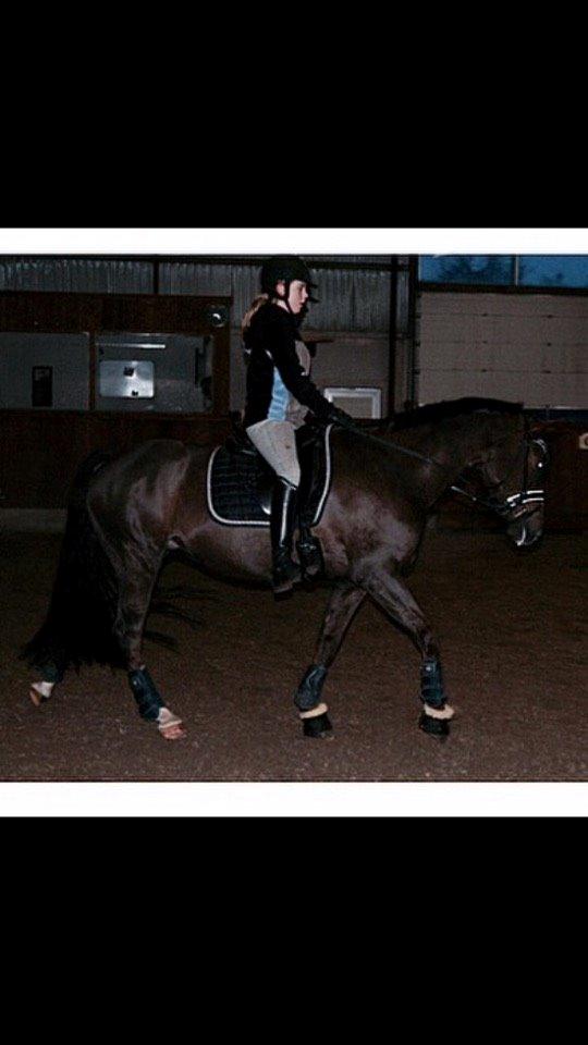 Welsh Cob (sec D) Magic Marie billede 9