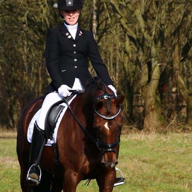 Welsh Cob (sec D) Magic Marie billede 10