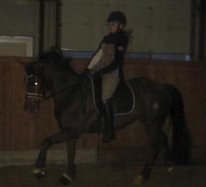 Welsh Cob (sec D) Magic Marie billede 11