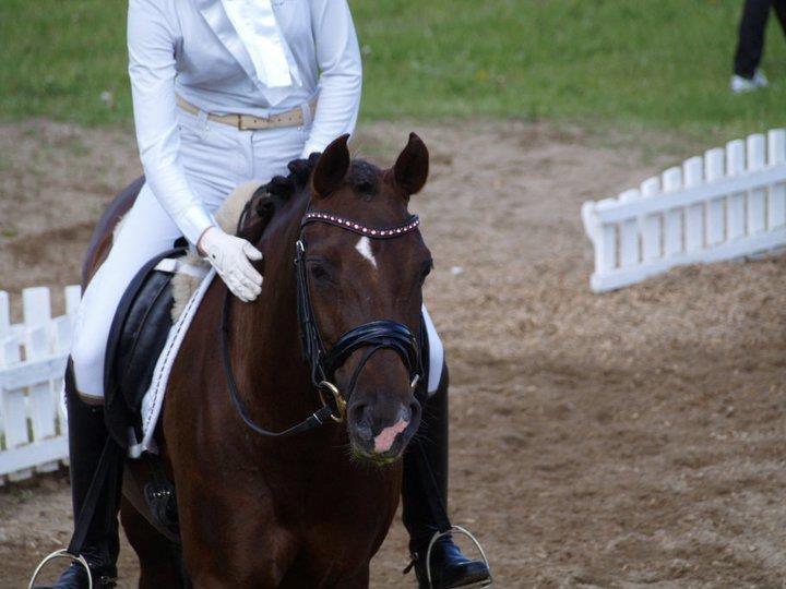 Welsh Cob (sec D) Magic Marie billede 12