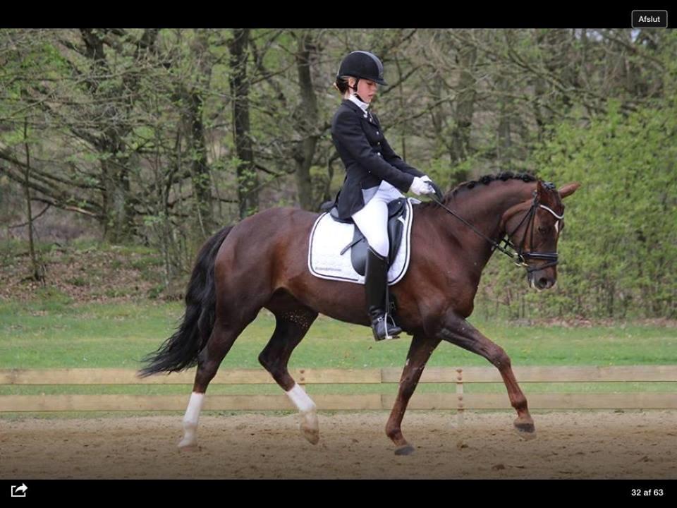 Welsh Cob (sec D) Magic Marie billede 14