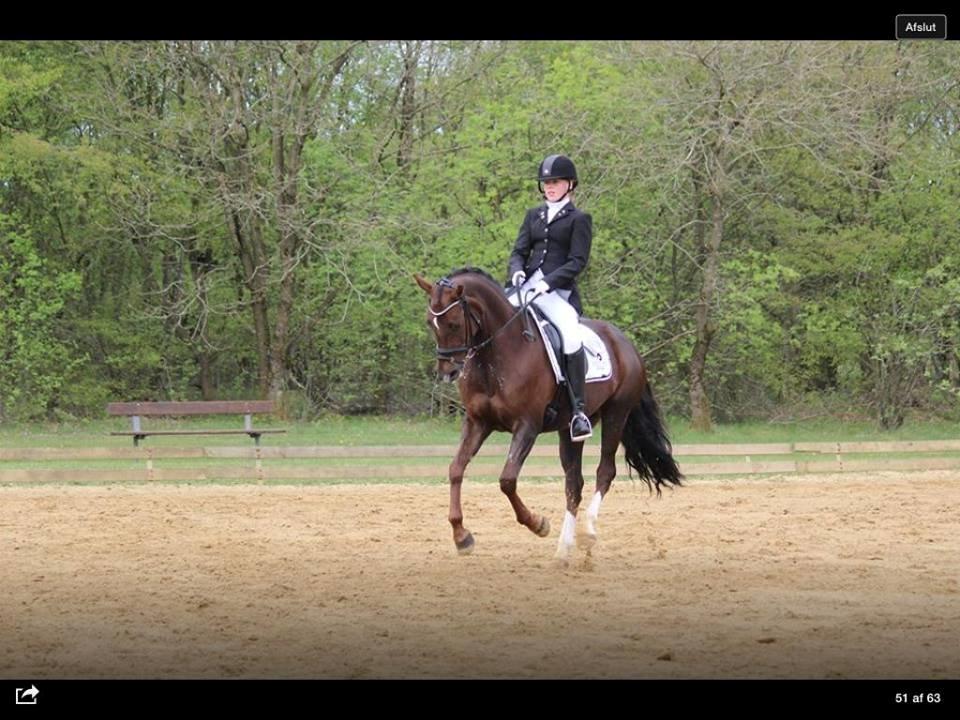 Welsh Cob (sec D) Magic Marie billede 15