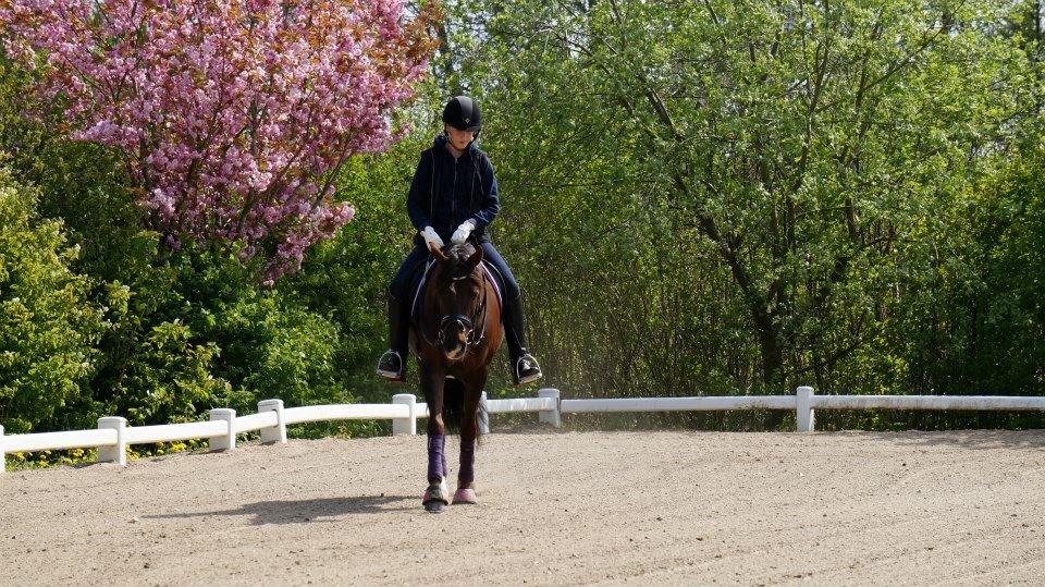 Welsh Cob (sec D) Magic Marie billede 16