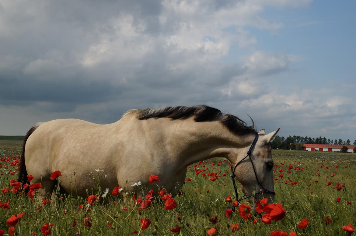 Anden særlig race Wimpie billede 22