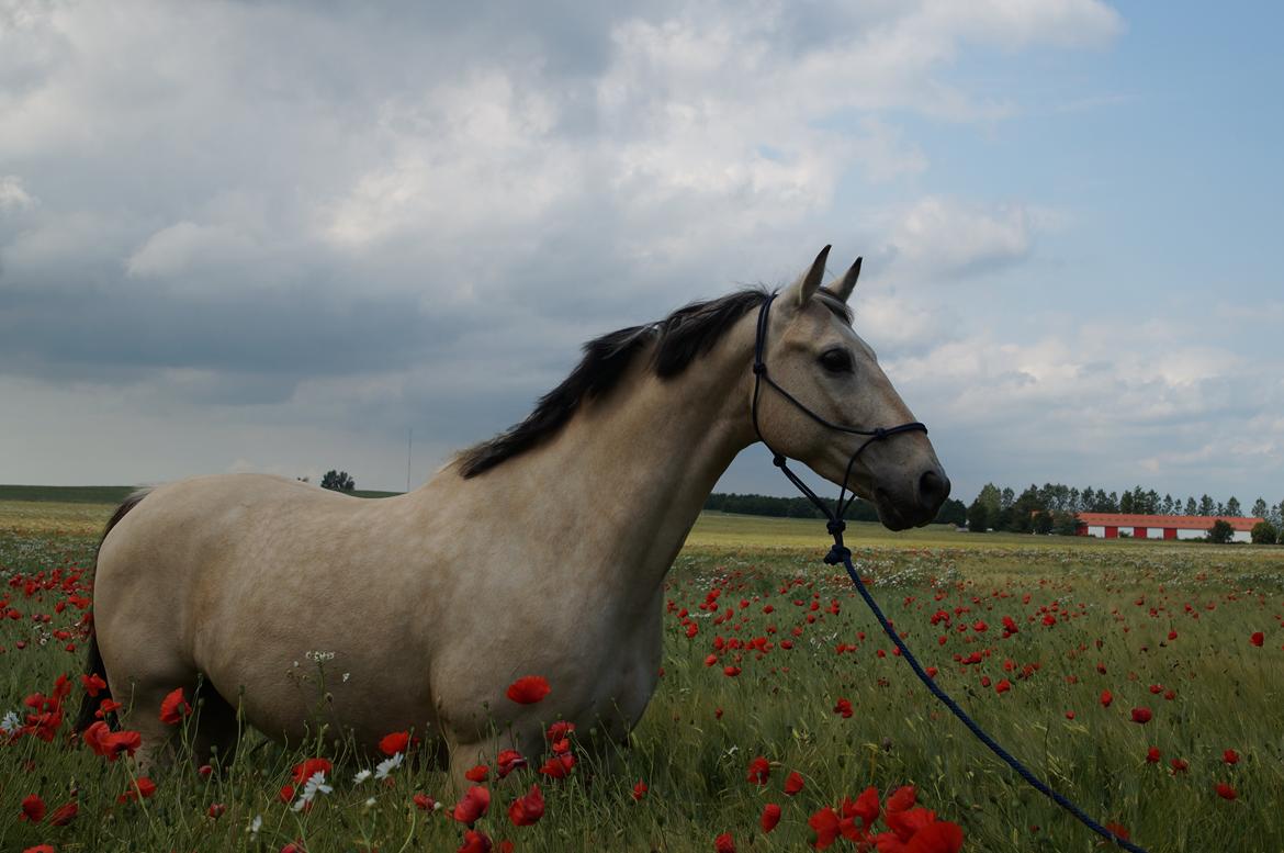 Anden særlig race Wimpie billede 23