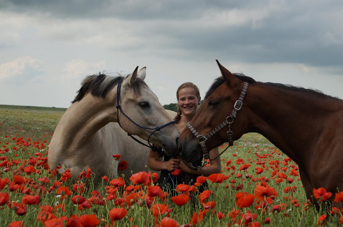 Anden særlig race Wimpie billede 24