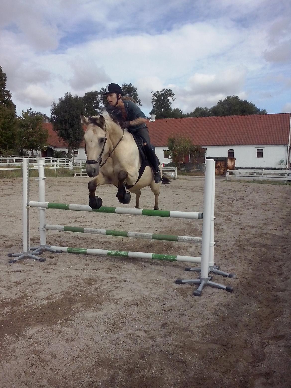 Anden særlig race Wimpie billede 25