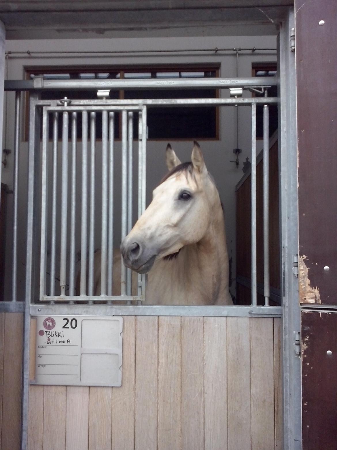 Anden særlig race Wimpie billede 26