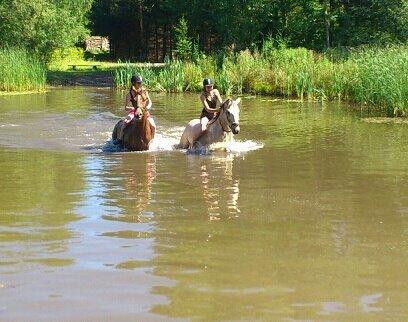 Anden særlig race Wimpie billede 27