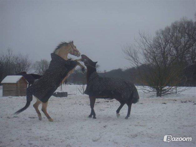 Anden særlig race Wimpie billede 29