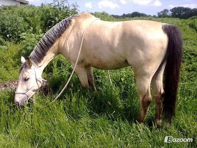 Anden særlig race Wimpie billede 31